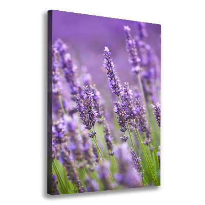 Wall canvas art Lavender field