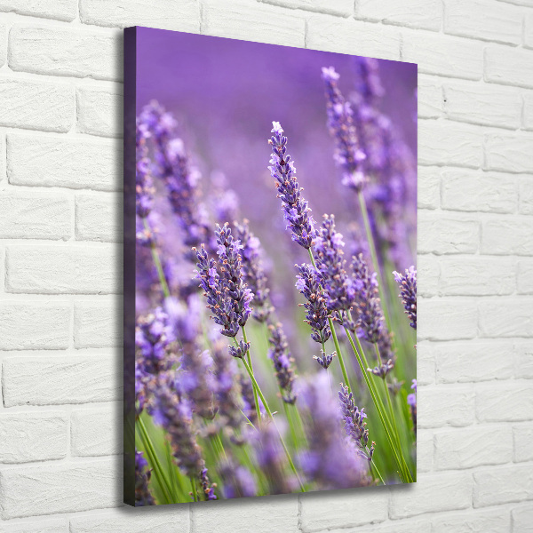 Wall canvas art Lavender field