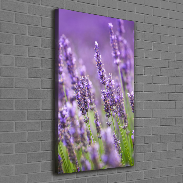 Wall canvas art Lavender field