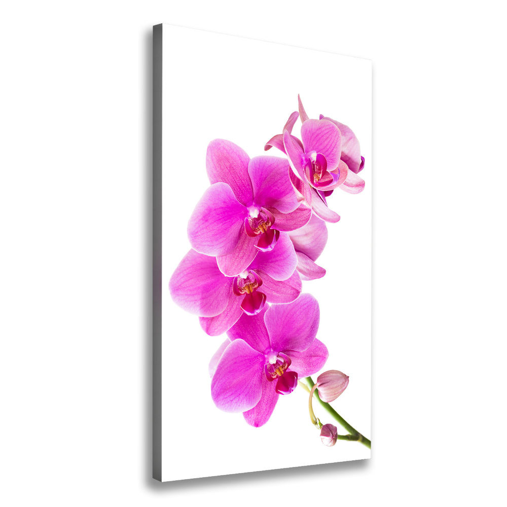 Canvas wall art Pink orchid