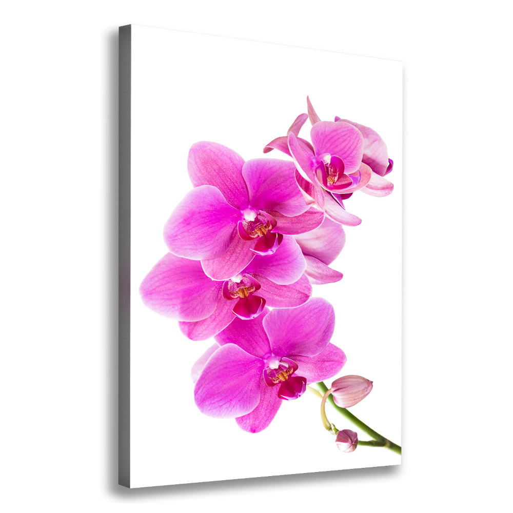 Canvas wall art Pink orchid