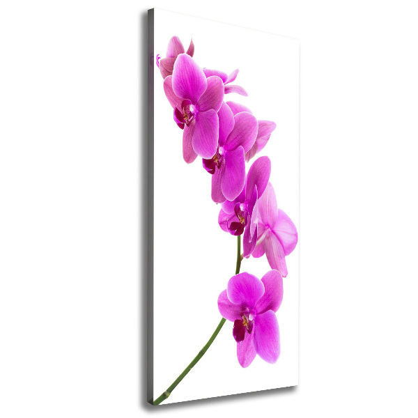 Canvas wall art Pink orchid