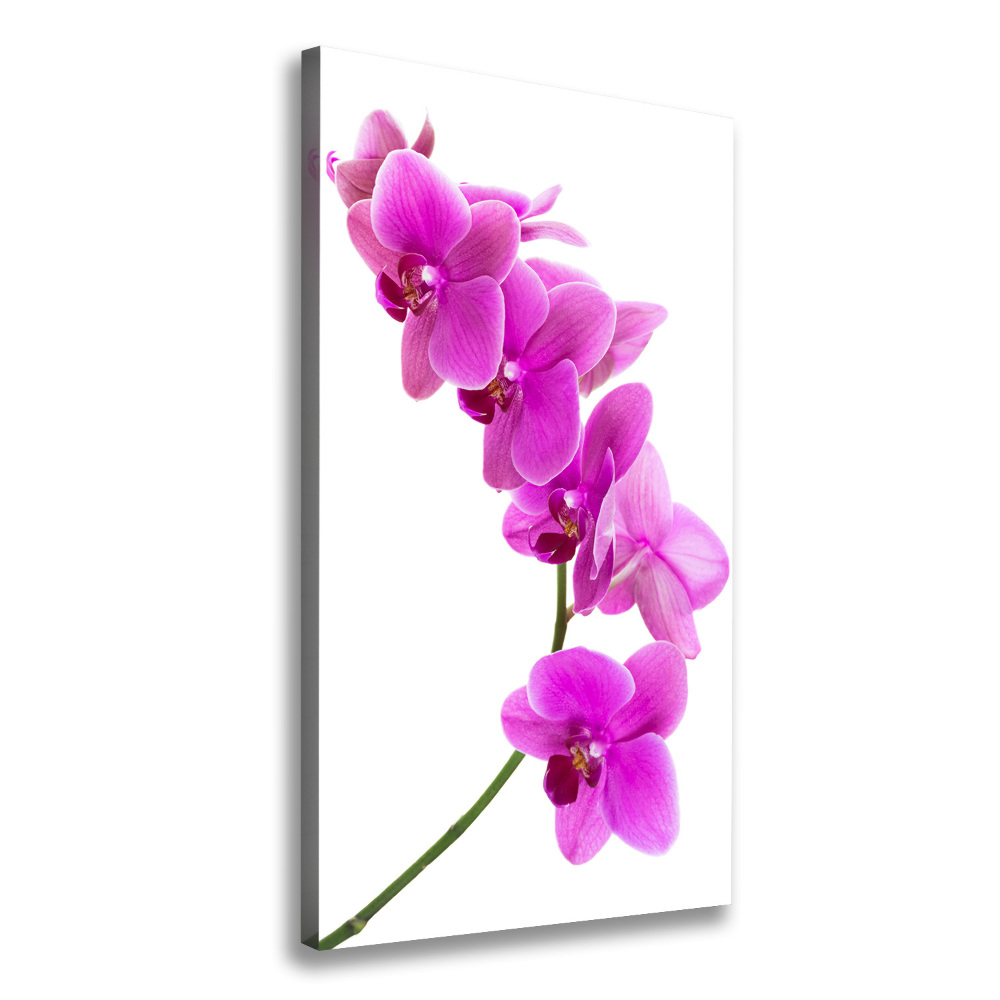 Canvas wall art Pink orchid