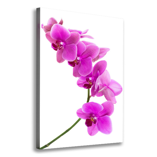 Canvas wall art Pink orchid