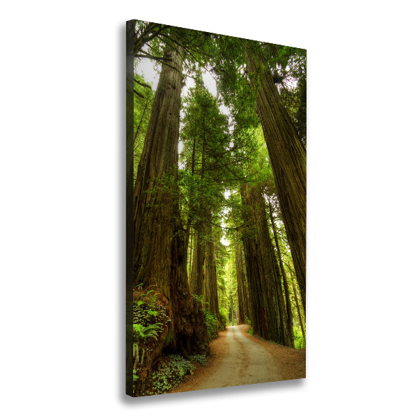 Canvas wall art Path in the forest