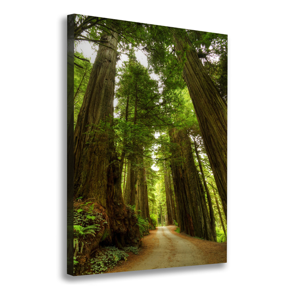 Canvas wall art Path in the forest