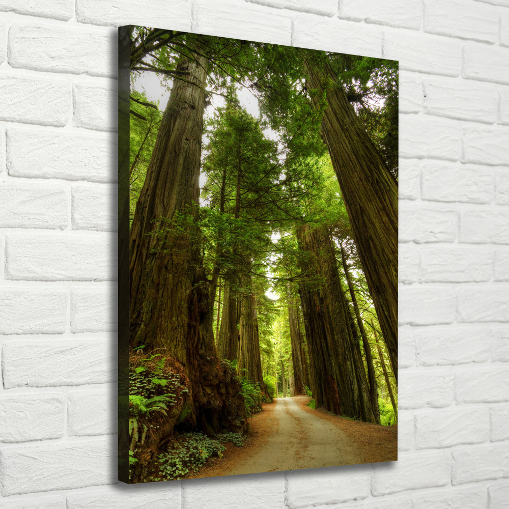 Canvas wall art Path in the forest