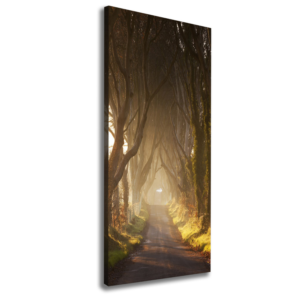 Large canvas wall art Path in the forest