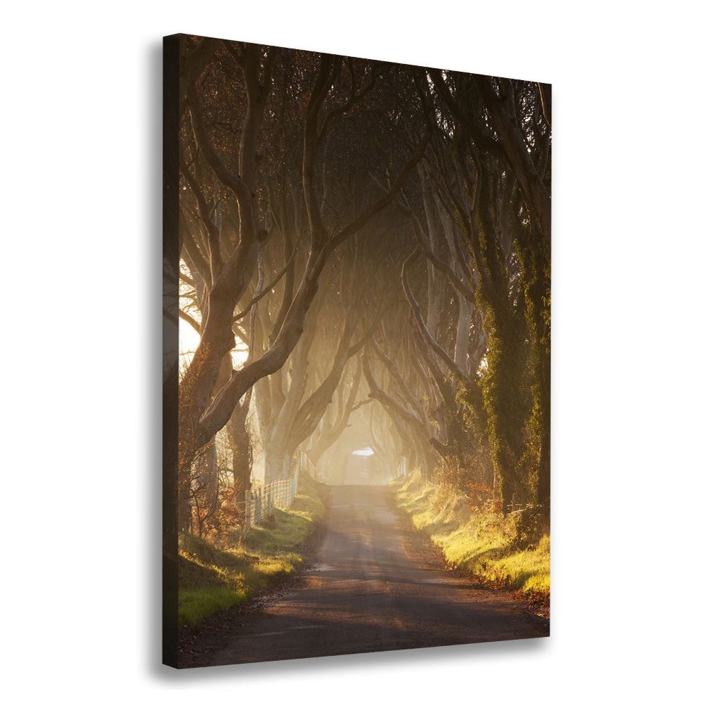 Large canvas wall art Path in the forest