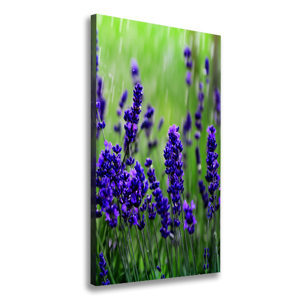 Canvas wall art Lavender field