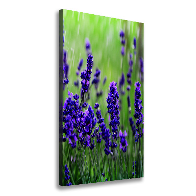 Canvas wall art Lavender field