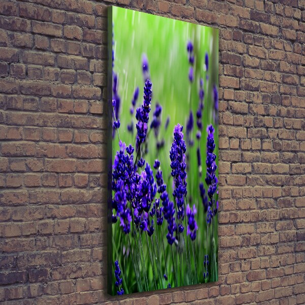 Canvas wall art Lavender field