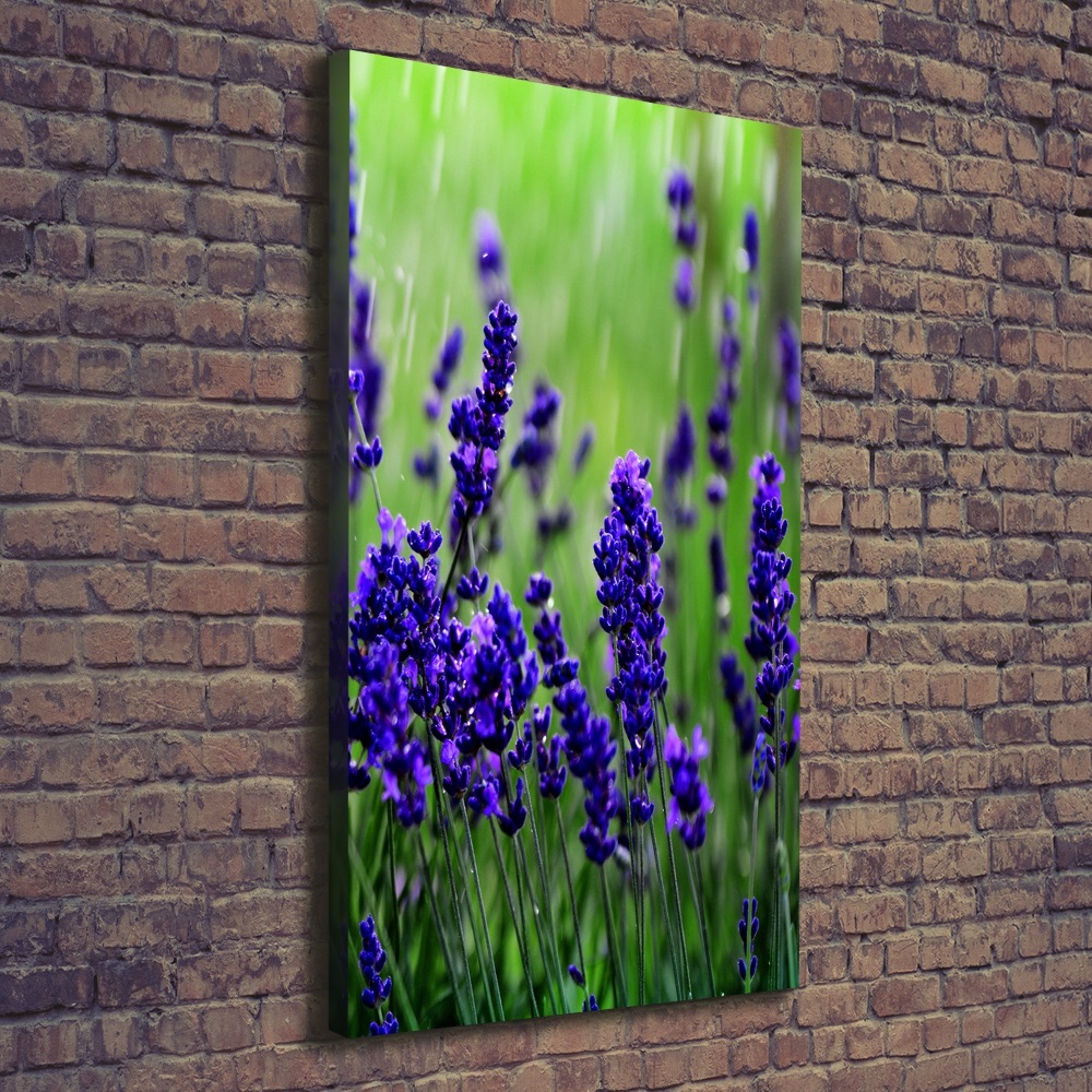 Canvas wall art Lavender field