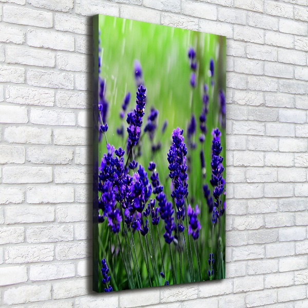 Canvas wall art Lavender field