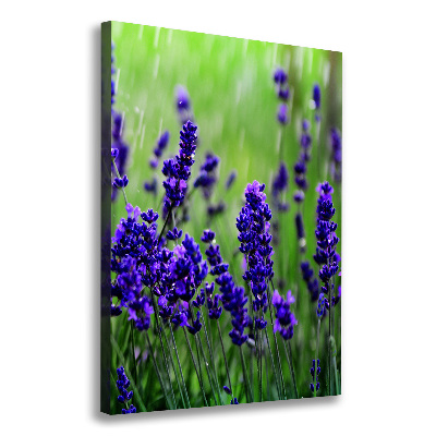 Canvas wall art Lavender field