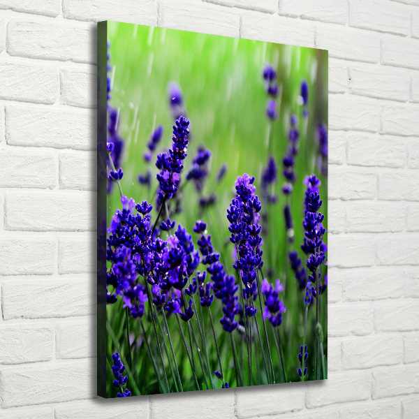 Canvas wall art Lavender field