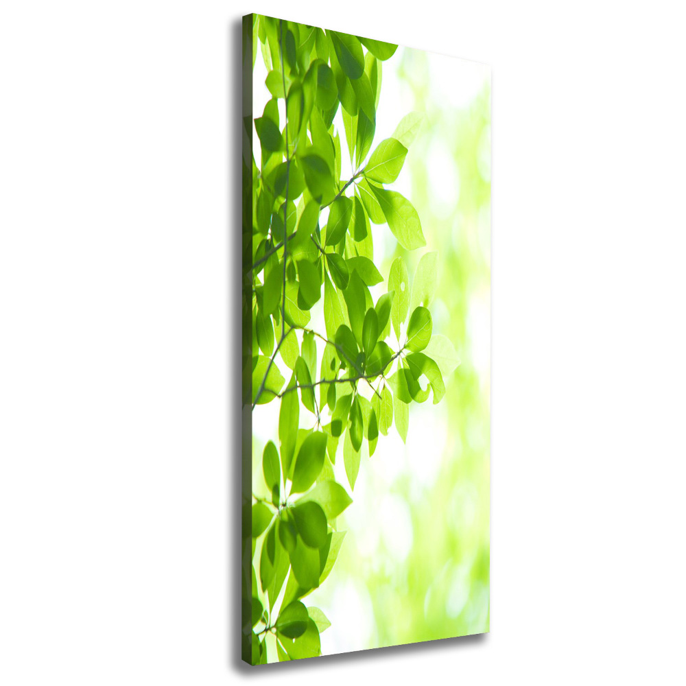 Canvas wall art Green leaves