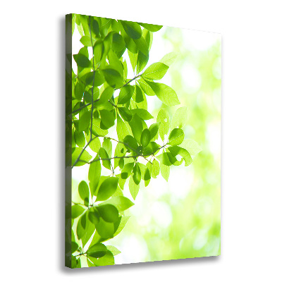 Canvas wall art Green leaves