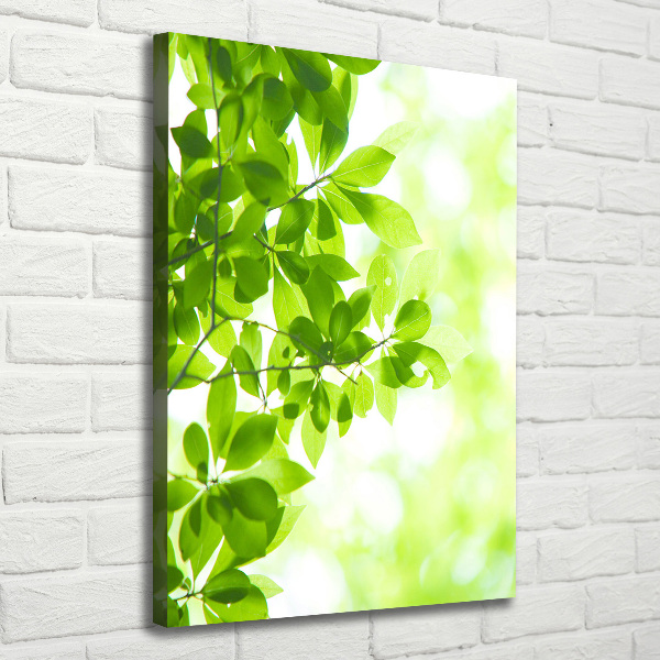 Canvas wall art Green leaves