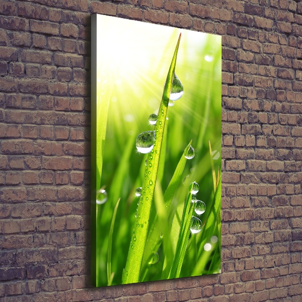 Canvas print Blade of grass