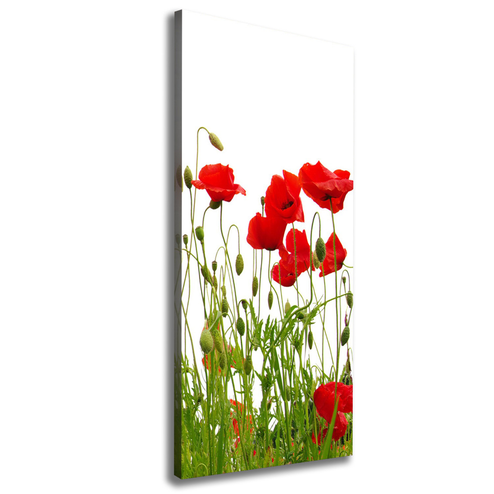 Canvas wall art Field poppies