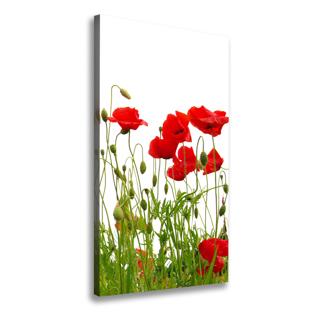 Canvas wall art Field poppies