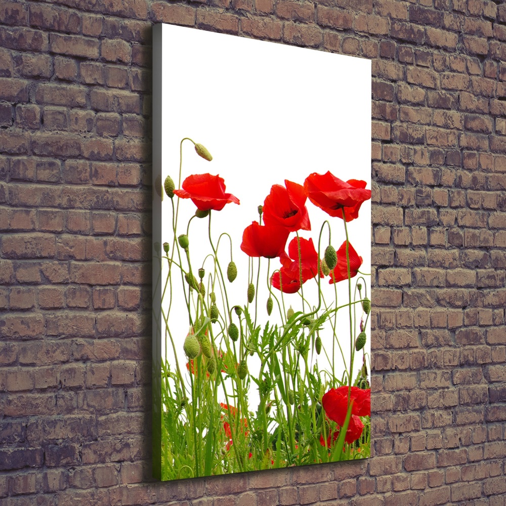 Canvas wall art Field poppies