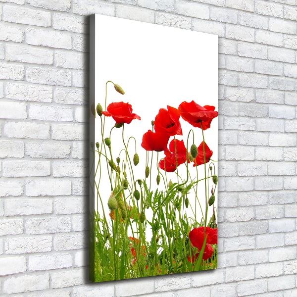 Canvas wall art Field poppies