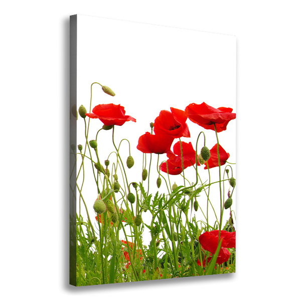 Canvas wall art Field poppies