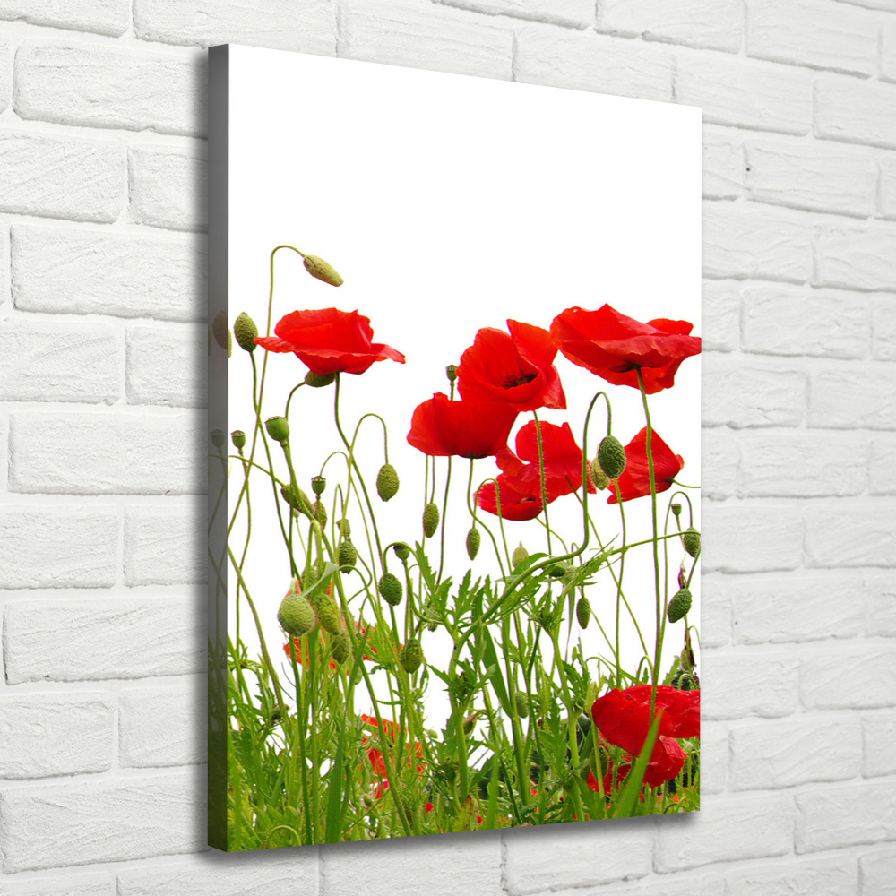 Canvas wall art Field poppies