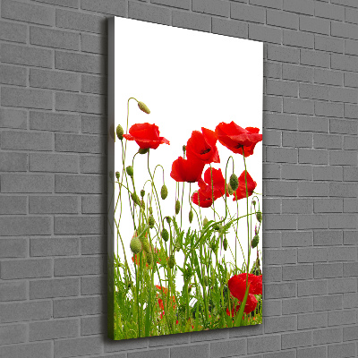 Canvas wall art Field poppies