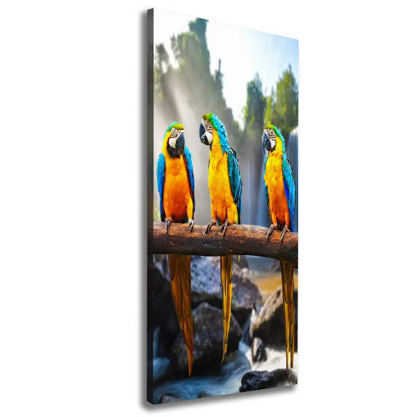 Canvas wall art Ary parrots