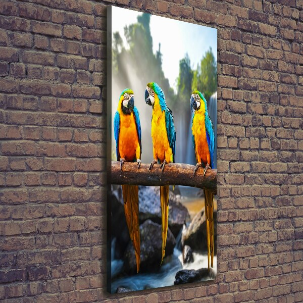 Canvas wall art Ary parrots