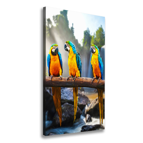 Canvas wall art Ary parrots