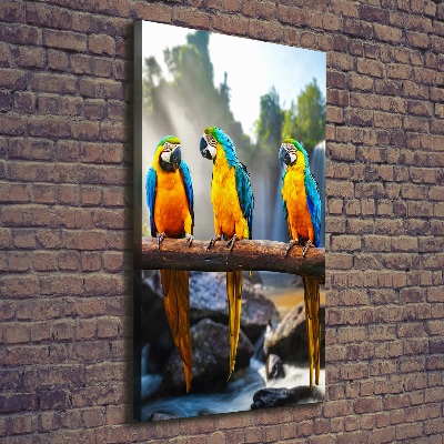 Canvas wall art Ary parrots