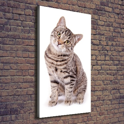 Canvas wall art Cat