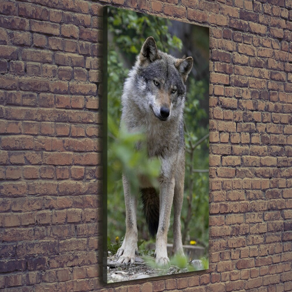 Canvas print Wolf in the forest