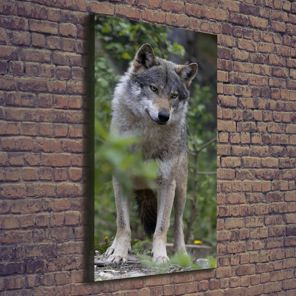 Canvas print Wolf in the forest