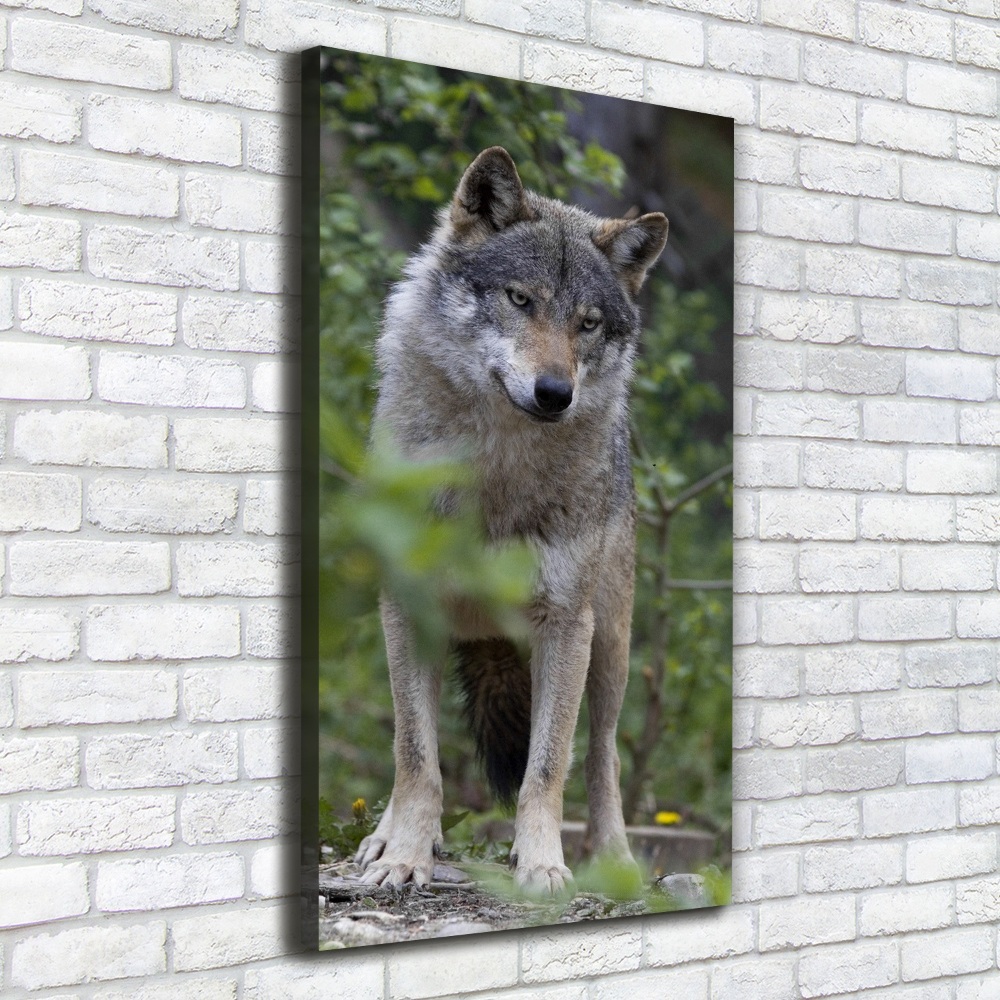 Canvas print Wolf in the forest