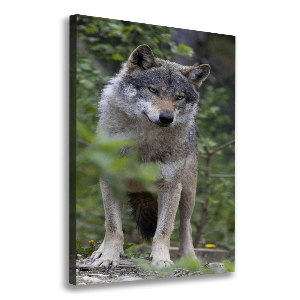 Canvas print Wolf in the forest