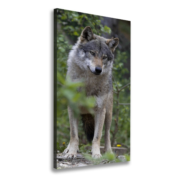 Canvas print Wolf in the forest