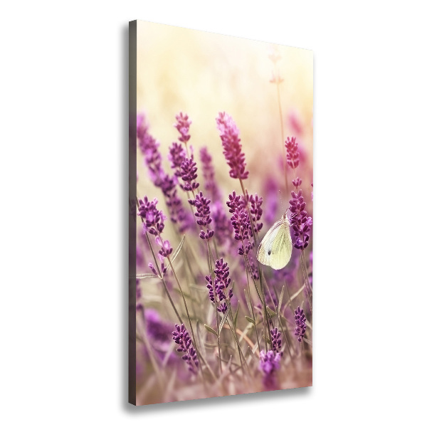 Canvas wall art Lavender flowers