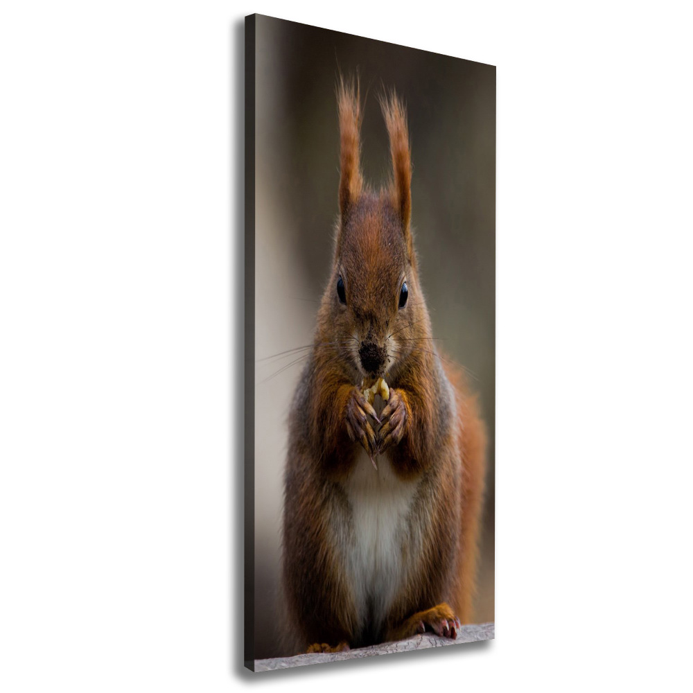 Canvas wall art Squirrel