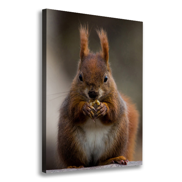 Canvas wall art Squirrel