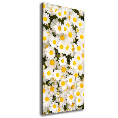 Canvas wall art Stokrotka flowers