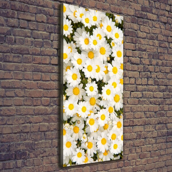 Canvas wall art Stokrotka flowers