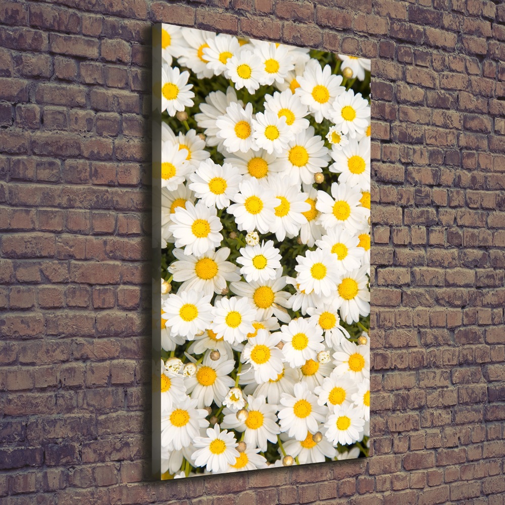 Canvas wall art Stokrotka flowers