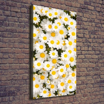 Canvas wall art Stokrotka flowers