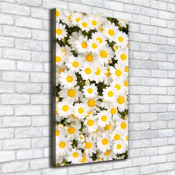 Canvas wall art Stokrotka flowers