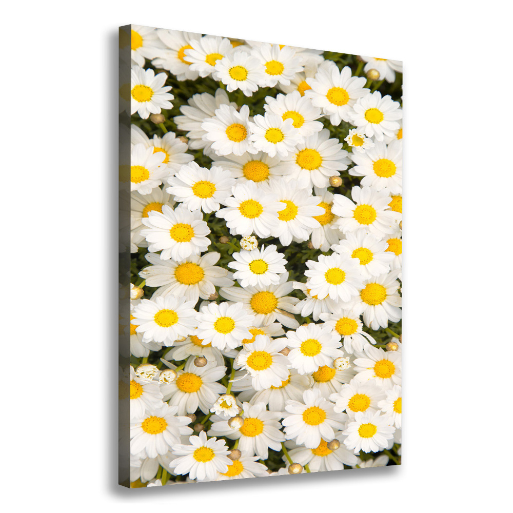 Canvas wall art Stokrotka flowers